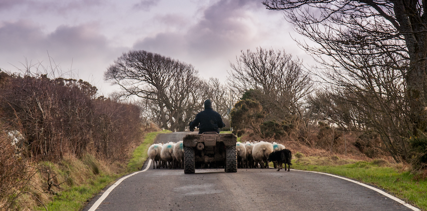 Arran Farmer On Quad Bike With Sheep And Dog