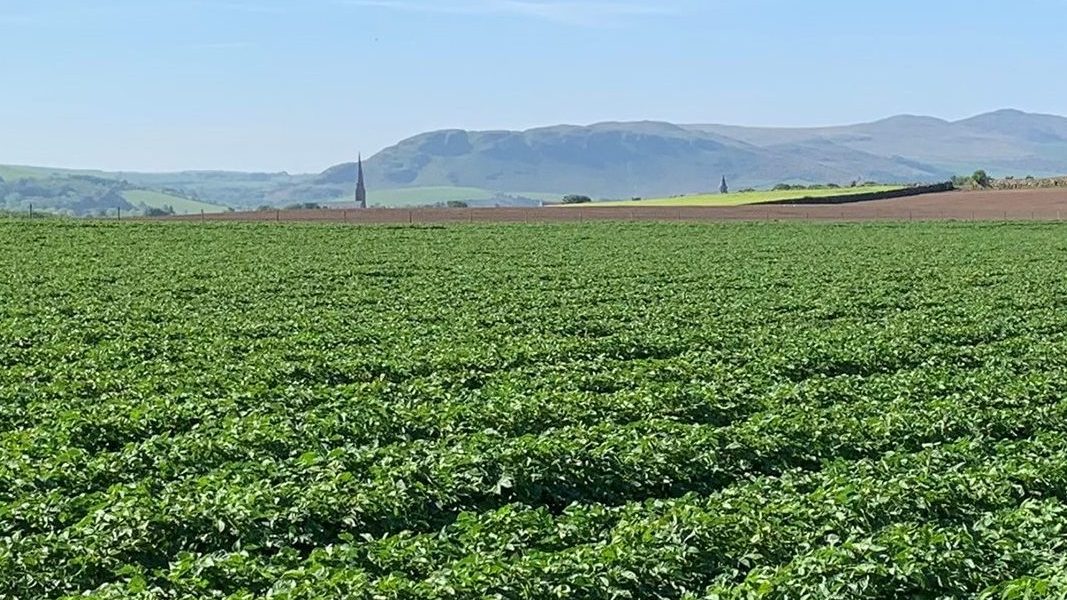 Potato Field