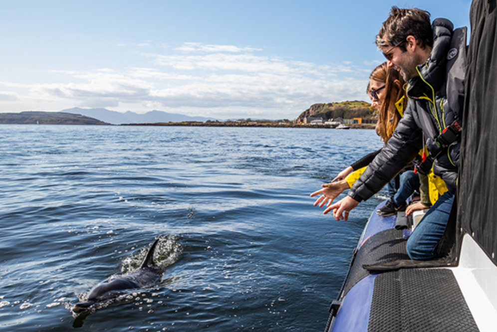 Sea Clyde Dolphin