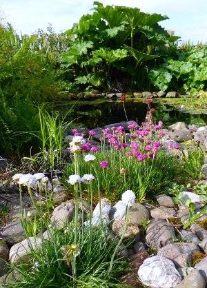 Charity Garden Opening - Auldbyres Farm Garden