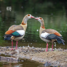 Reproducir (odtwarzać)