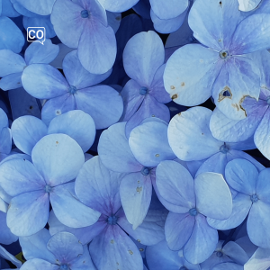  Azul: Azul (Español)