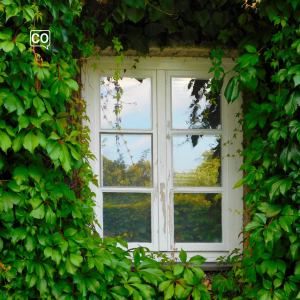  Het raam: The window (Dutch)