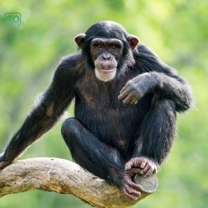  Der Affe: The ape (German)