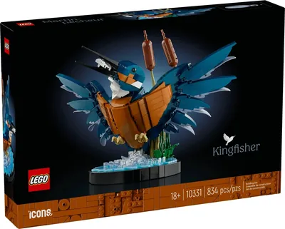 Kingfisher Bird