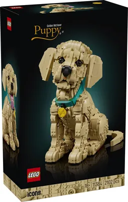 Golden Retriever Puppy