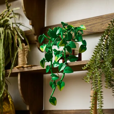 Struggling to keep your houseplants alive? We've got you. 🌿Introducing the LEGO® Botanicals Hanging Golden Pothos (11512
