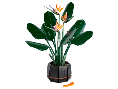 Bird of Paradise