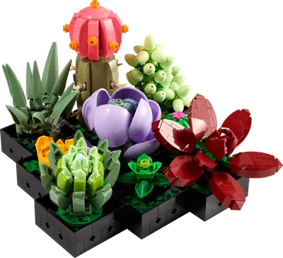Succulents