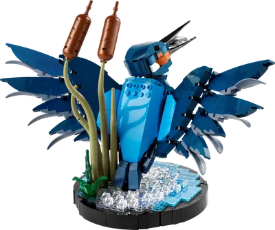 Kingfisher Bird