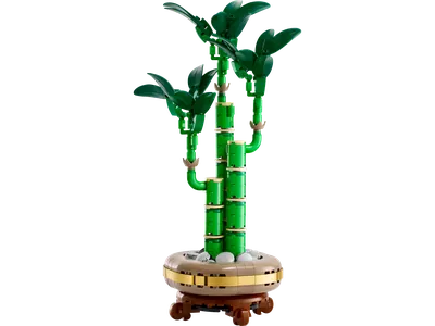 Lucky Bamboo