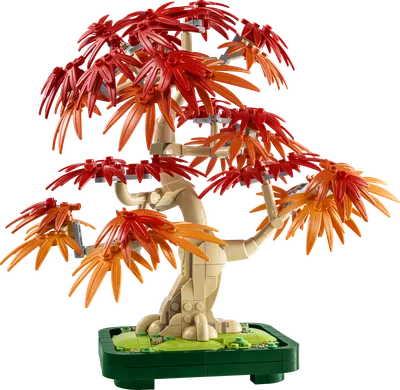 Japanese Red Maple Bonsai Tree