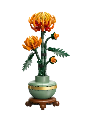 Chrysanthemum
