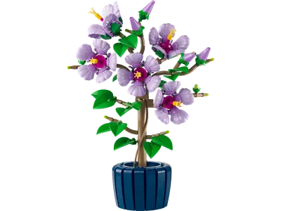 Hibiscus