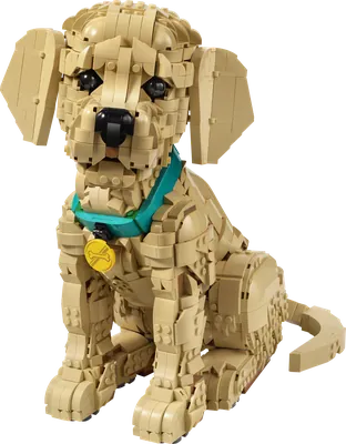Golden Retriever Puppy