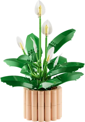 Peace Lily