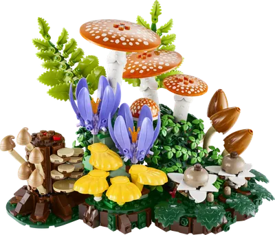 Woodland Mushrooms