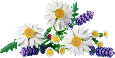 Daisies