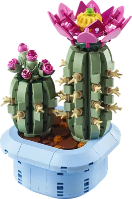 Flowering Cactus