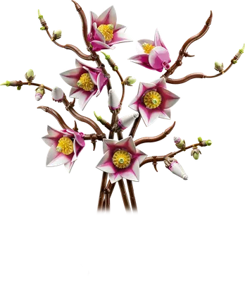 Magnolia Branches