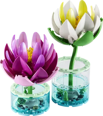 Water Lilies