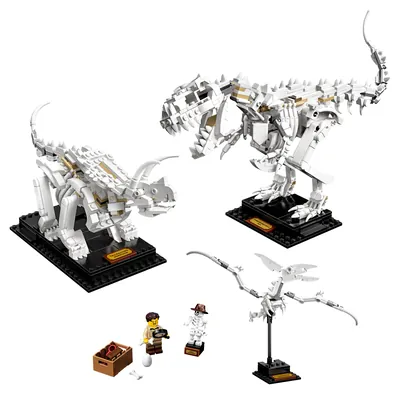 Dinosaur Fossils