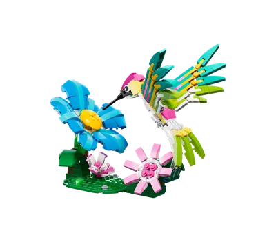 Wild Animals: Colorful Hummingbird