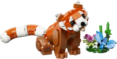 Cute Animals: Red Panda