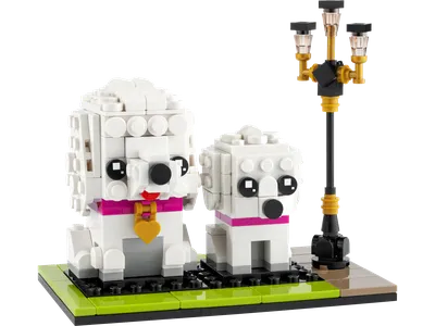 Poodle