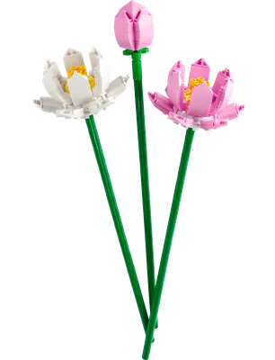 Lotus Flowers
