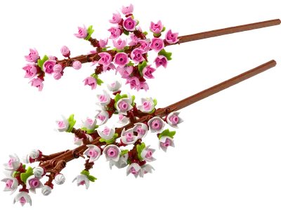 Cherry Blossoms