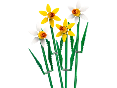 Daffodils