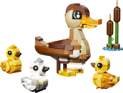 Duck Family