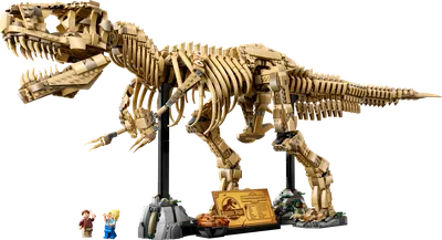 Dinosaur Fossils: Tyrannosaurus rex