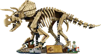 Dinosaur Fossils: Triceratops