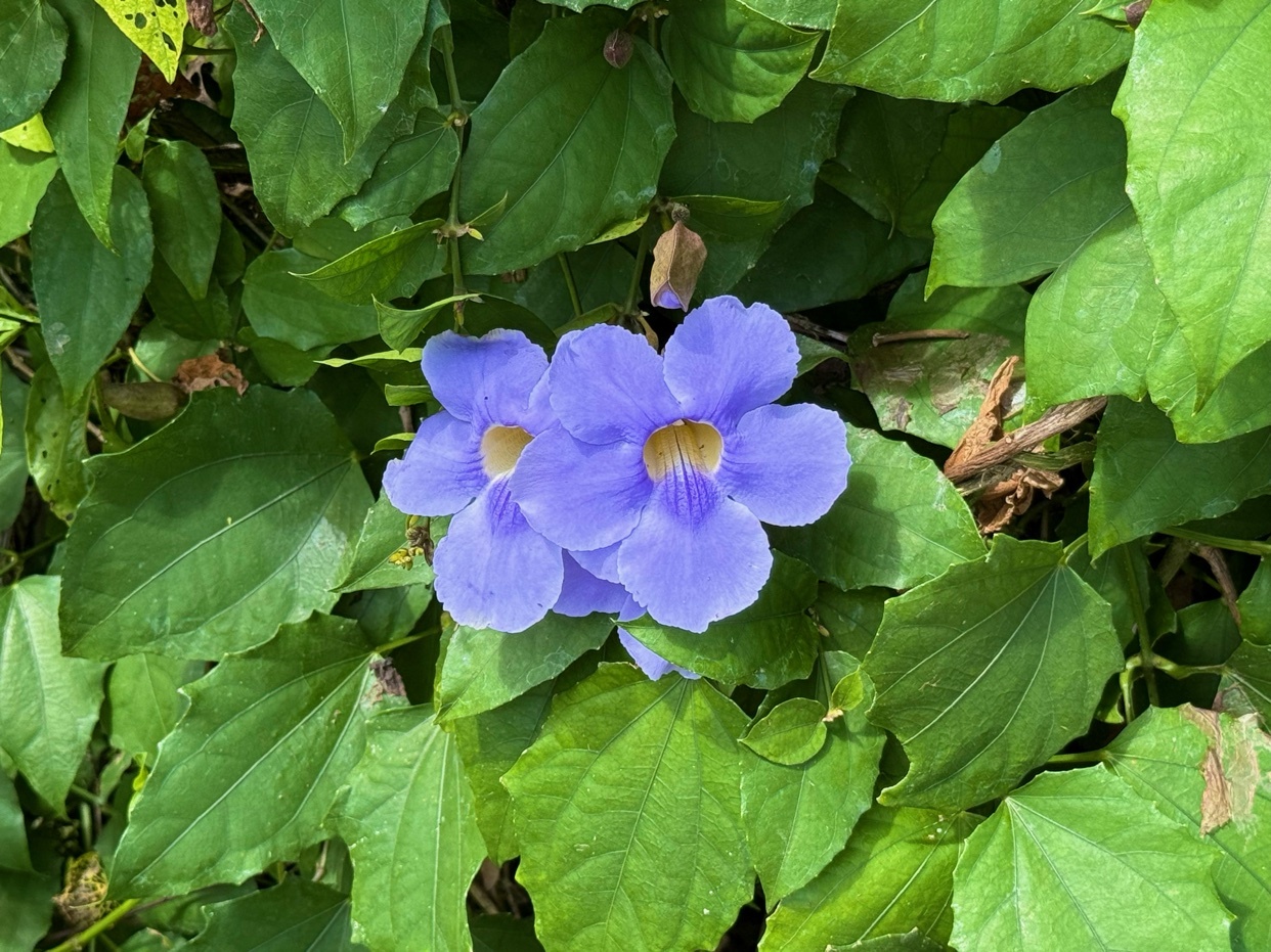 A close-up shot of two vibrant blue trumpet flowers surrounded by lush green leaves. The flowers have a yellow center and delicate petals, set against a backdrop of dense foliage.