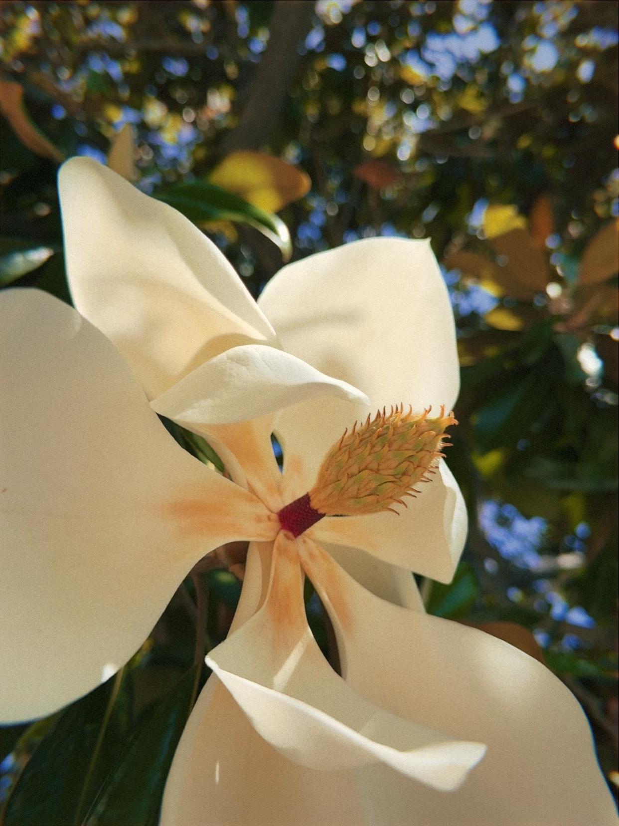 A close-up, low-angle shot of a white magnolia flower in full bloom. The flower's delicate petals are unfurling, revealing its intricate center with a prominent stamen and pistil. The background is softly blurred, showing hints of green foliage and t