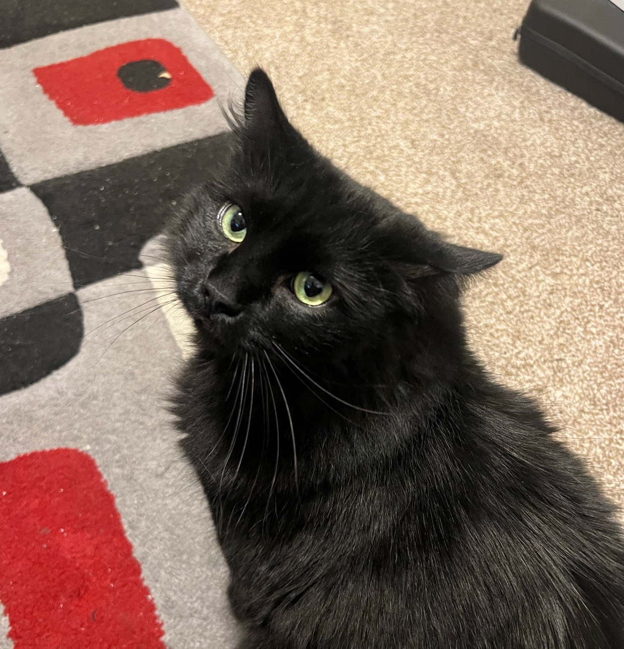 Photo by lui.pinetree