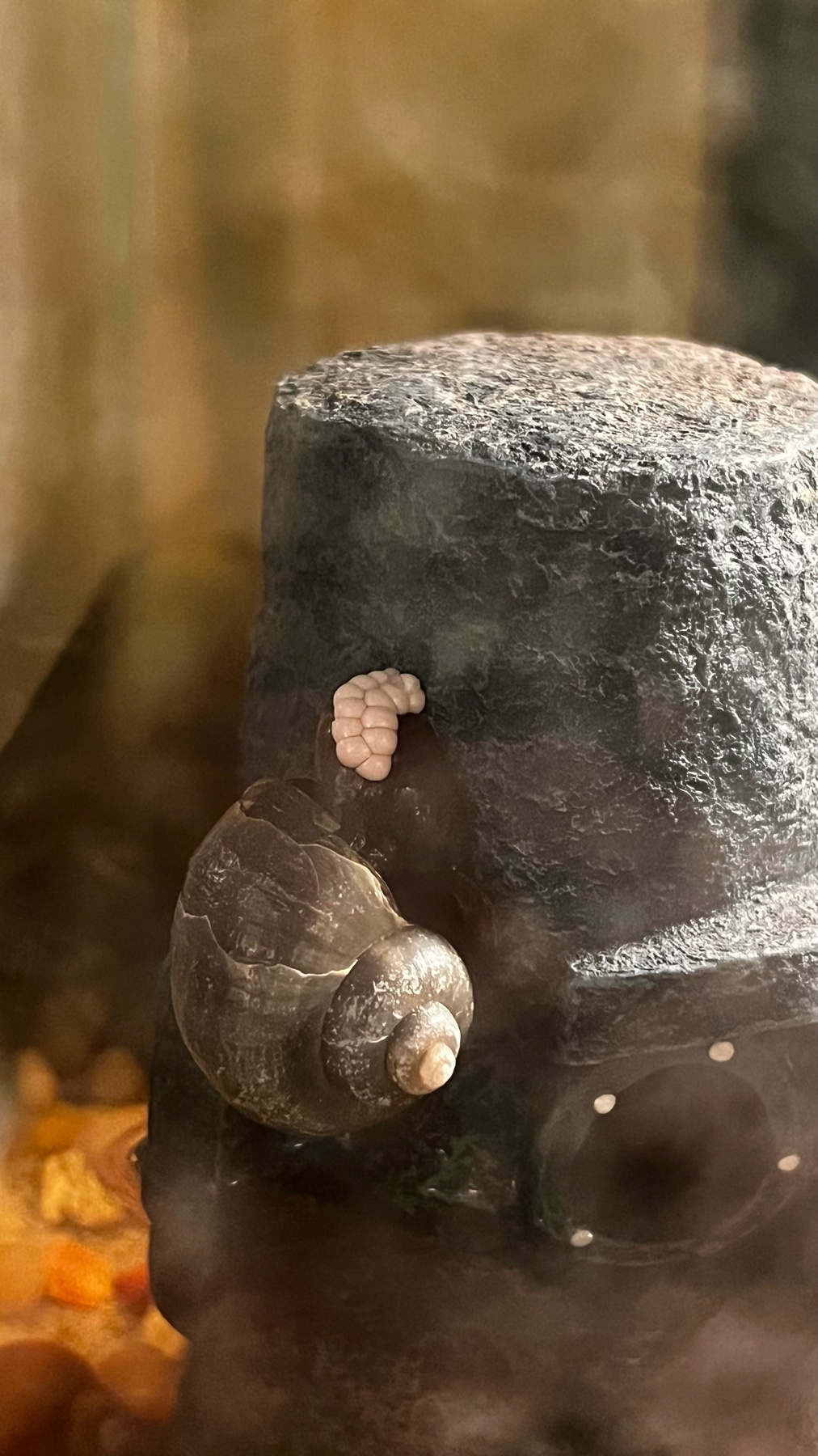 A close-up shot of a snail and its eggs attached to a rock in an aquarium. The snail's shell is visible, along with the cluster of small, white eggs.