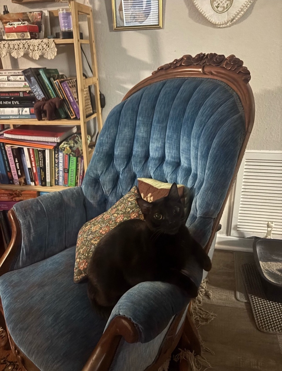 A black cat named Moon sits on a vintage blue velvet armchair. The cat is looking directly at the camera with its green eyes.