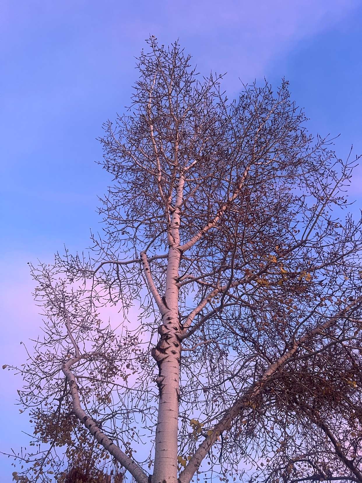 Photo by lui.pinetree