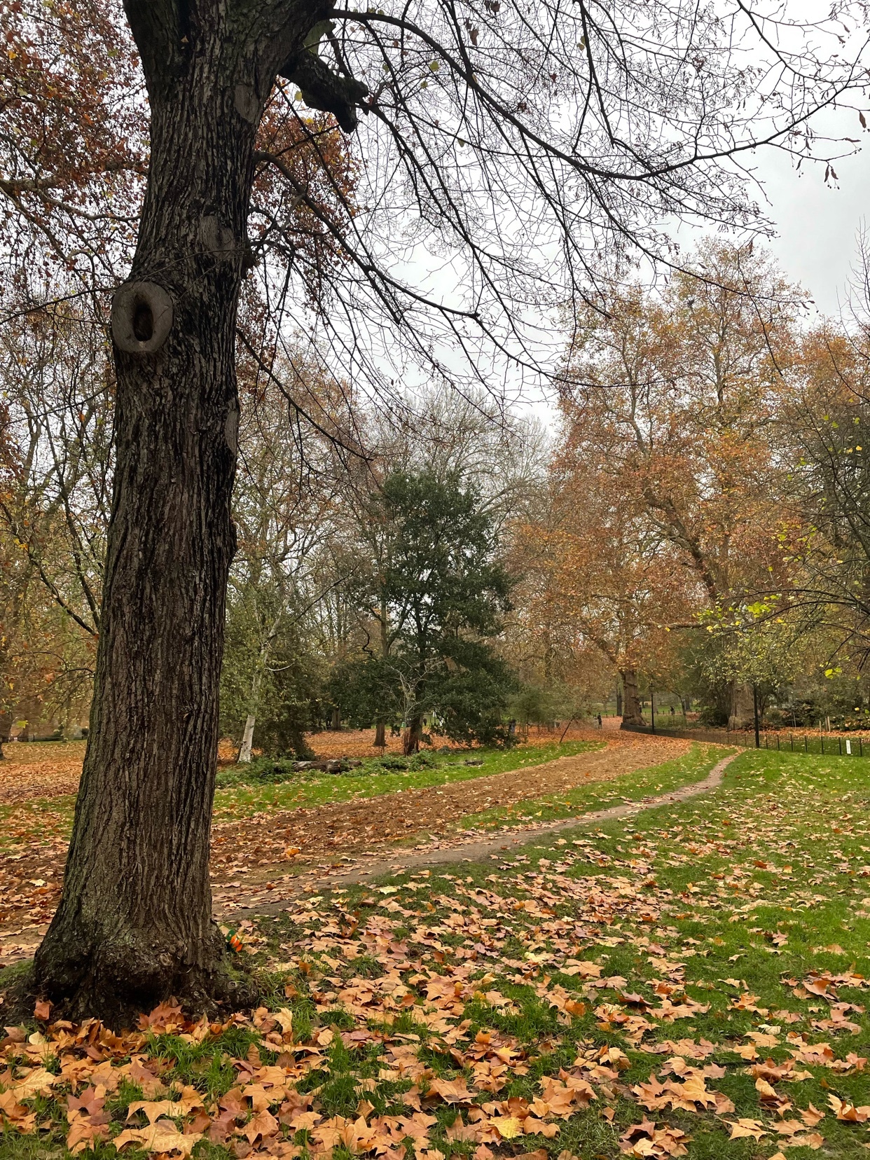 A scenic autumn landscape featuring trees, fallen leaves, and a path winding through the park. The image captures the essence of fall with its warm colors and natural beauty.