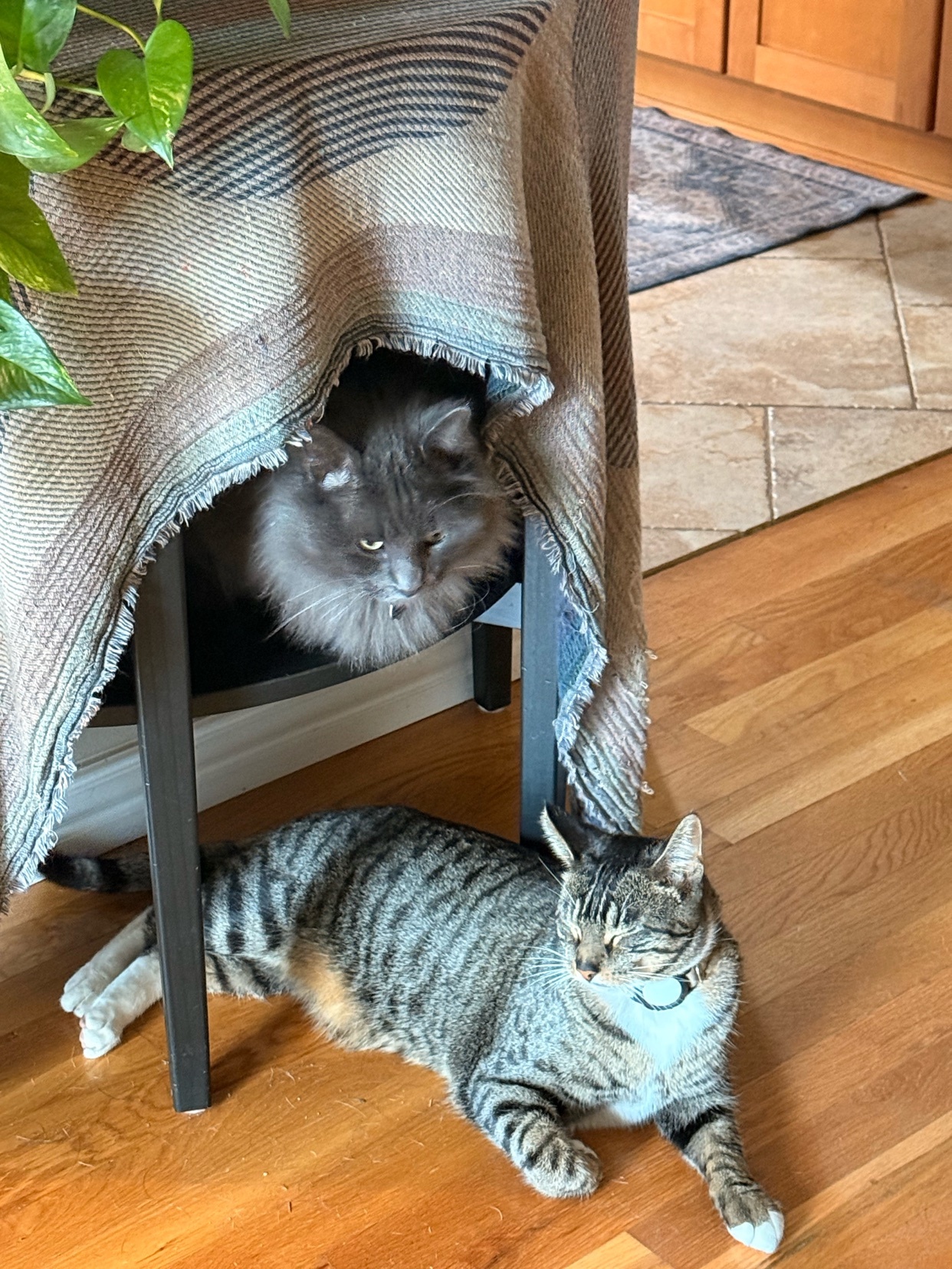 Photo by mexicangingerfox