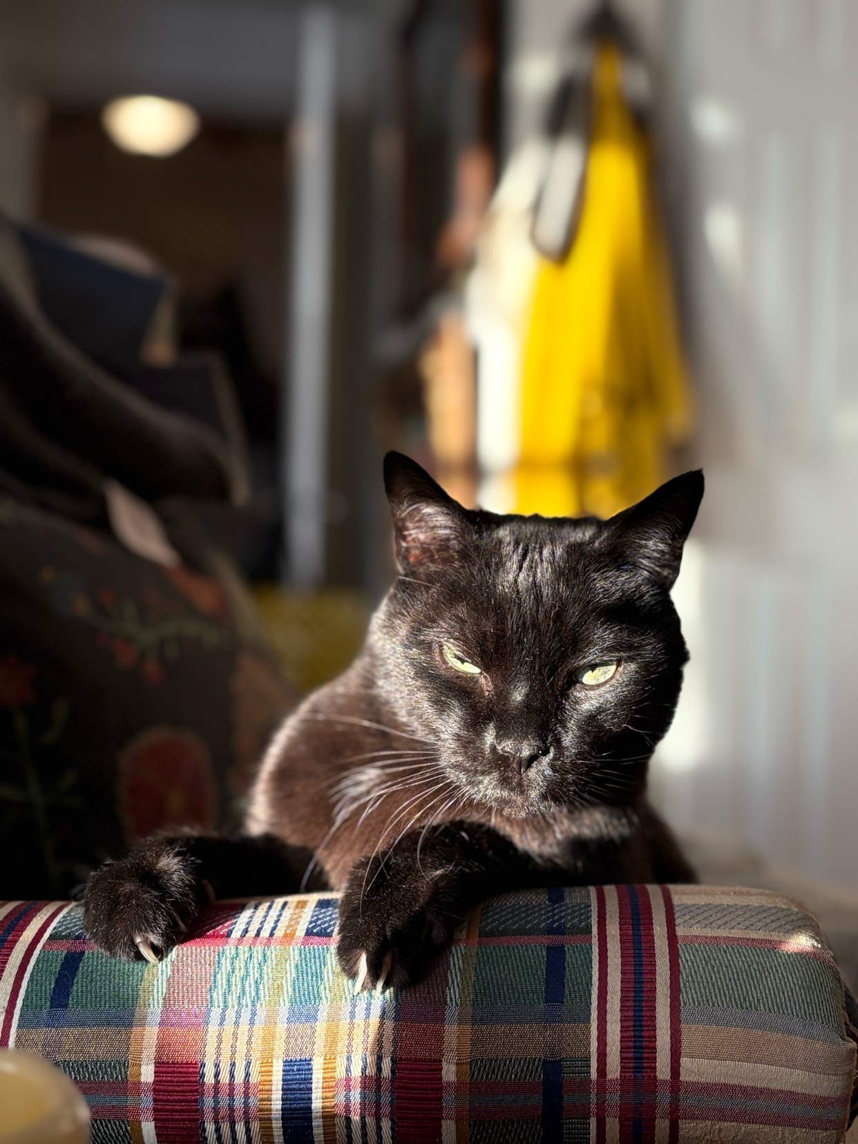 A black cat rests on a plaid cushion, basking in the sunlight. The cat's fur glistens, and its eyes are slightly squinted.