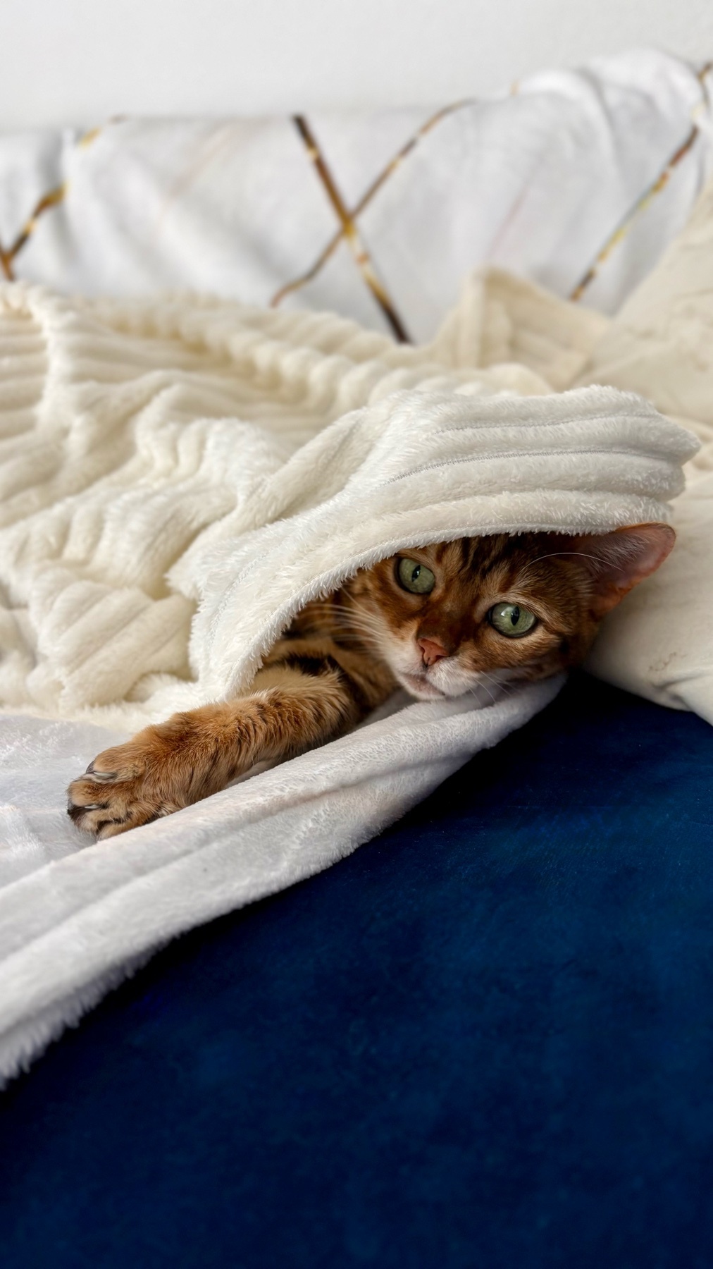 A Bengal cat peeks out from under a fluffy white blanket, its green eyes wide and alert. The cat is nestled on a dark blue surface, with a patterned throw blanket visible in the background.