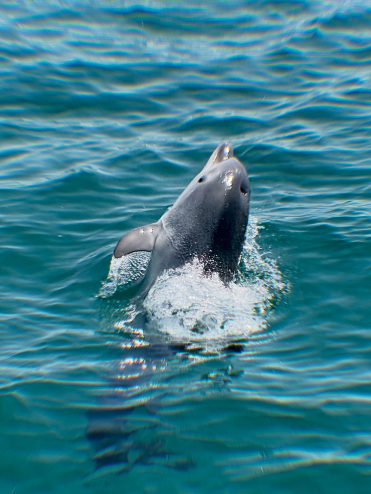 A dolphin surfaces from the ocean water, creating a splash as it breaks the surface. The water is a vibrant blue-green, with ripples and waves visible.
