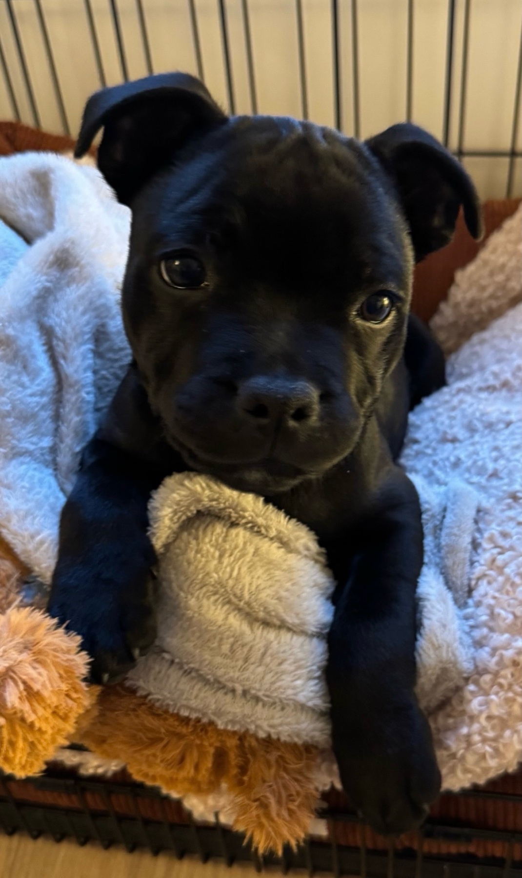 A close-up portrait of a cute black puppy. The puppy is looking directly at the camera with big, expressive eyes.