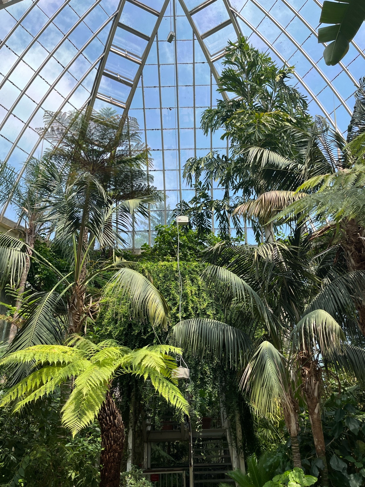 A lush, green botanical garden is captured from below, looking up towards a geometric glass ceiling. Various tropical plants, including palm trees and ferns, fill the frame, creating a vibrant, natural atmosphere.