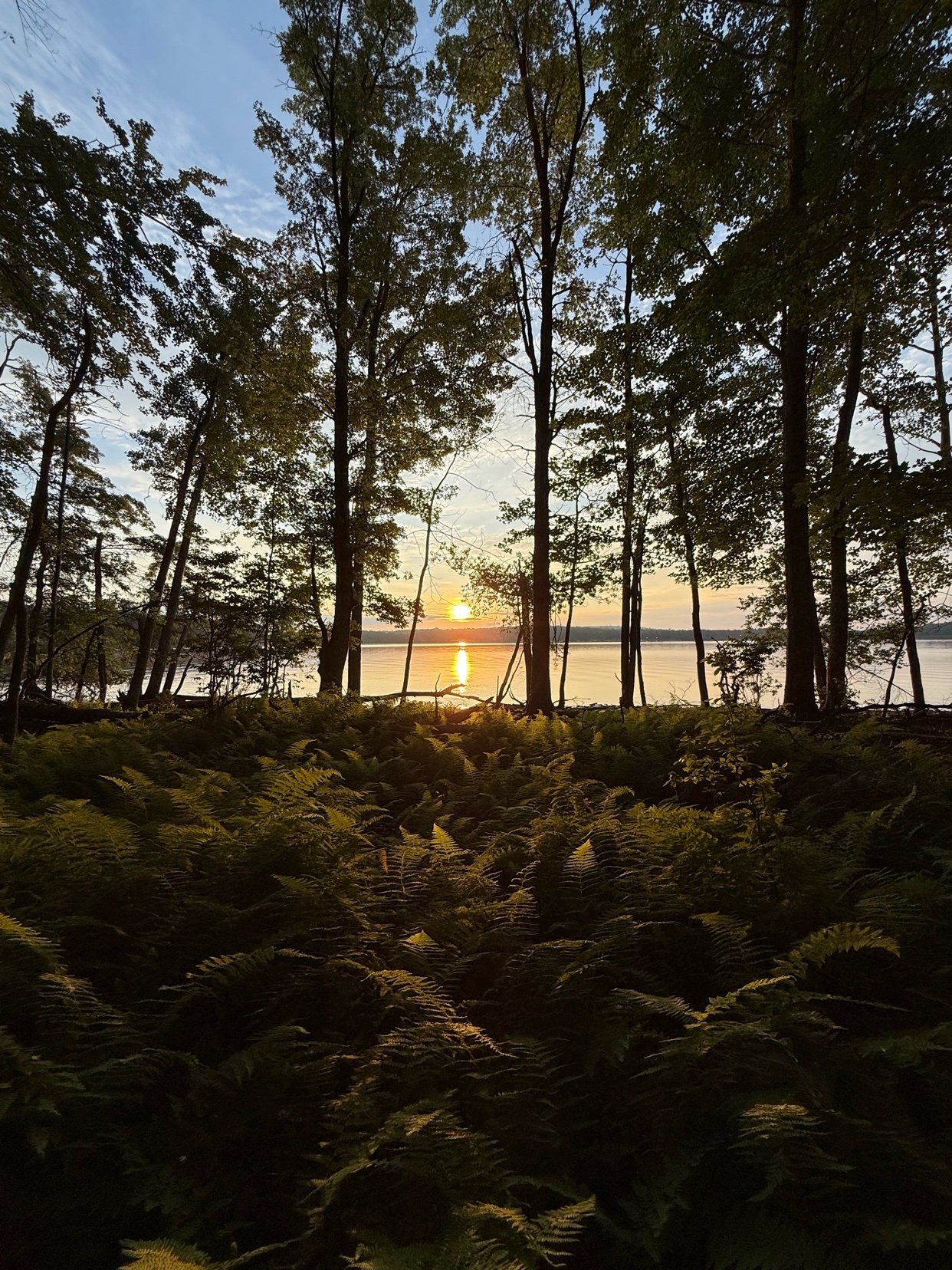 The sun sets over a calm lake, viewed through a dense forest of trees and ferns. The golden light of the sunset reflects on the water, creating a serene and natural scene.