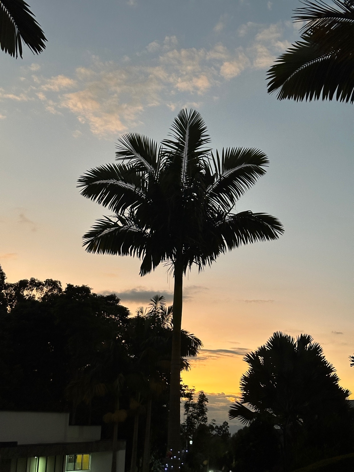 A silhouette of a palm tree against a colorful sunset. The sky transitions from blue to yellow, creating a beautiful natural landscape.